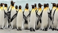 Картинки по запросу пингвины